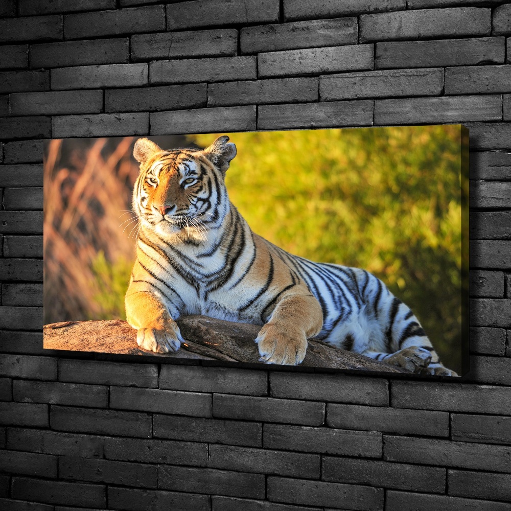 Canvas print Portrait of a tiger