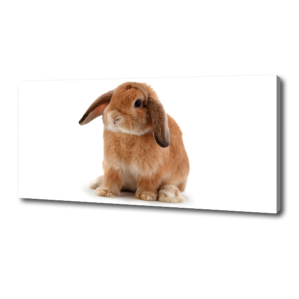 Canvas wall art Rabbit ore