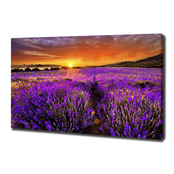 Canvas wall art Lavender field