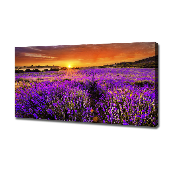 Canvas wall art Lavender field