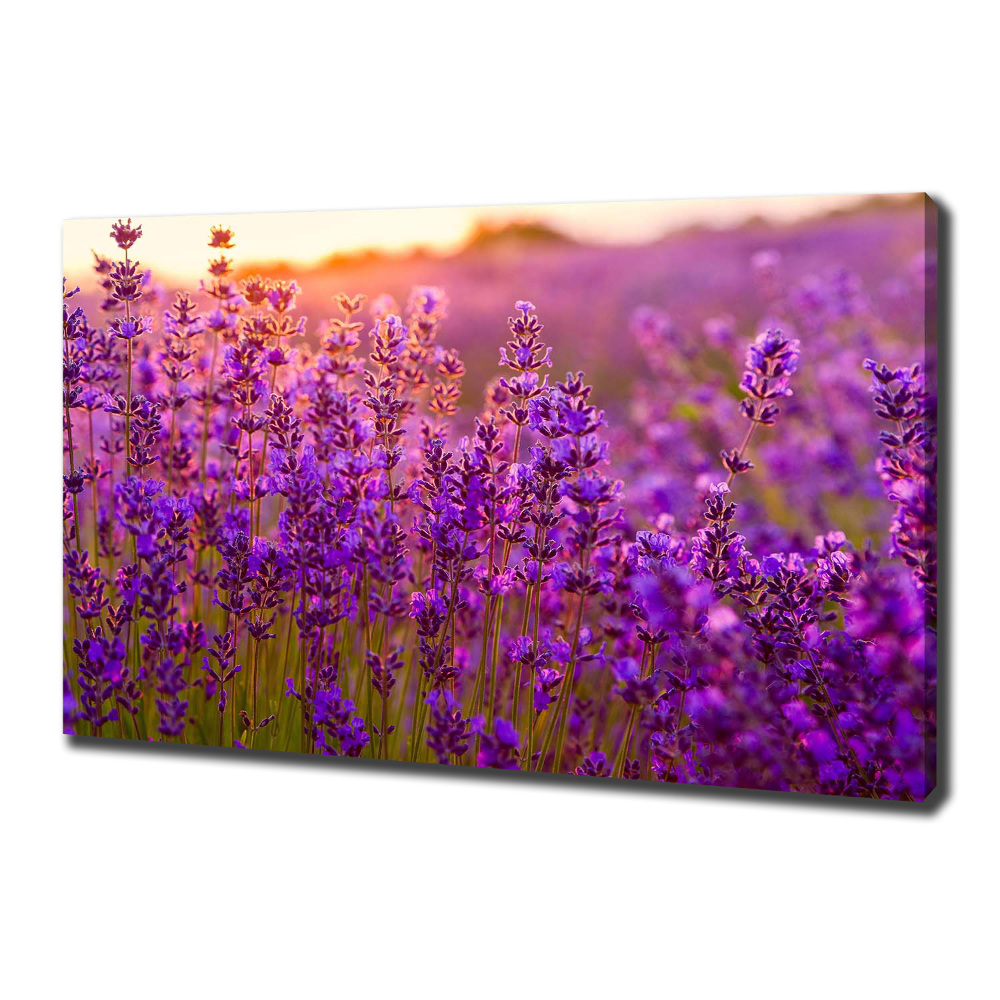 Canvas wall art Lavender field