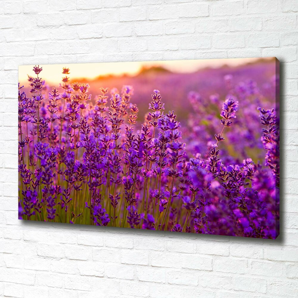 Canvas wall art Lavender field