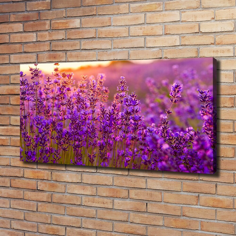 Canvas wall art Lavender field