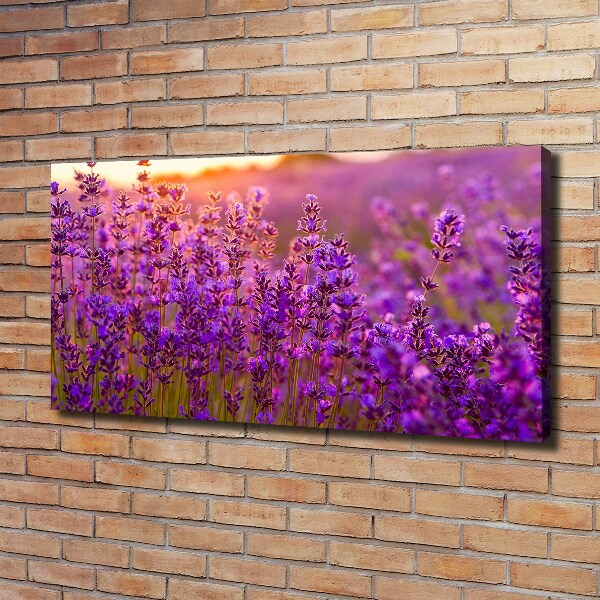 Canvas wall art Lavender field