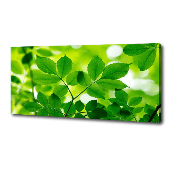 Canvas wall art Green leaves