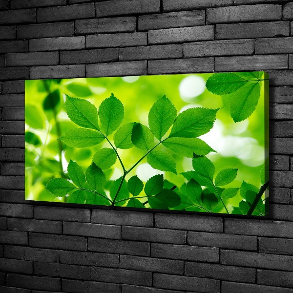 Canvas wall art Green leaves