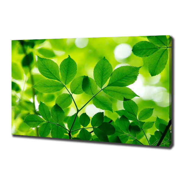 Canvas wall art Green leaves