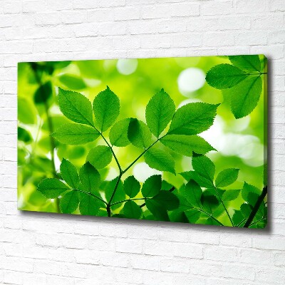 Canvas wall art Green leaves