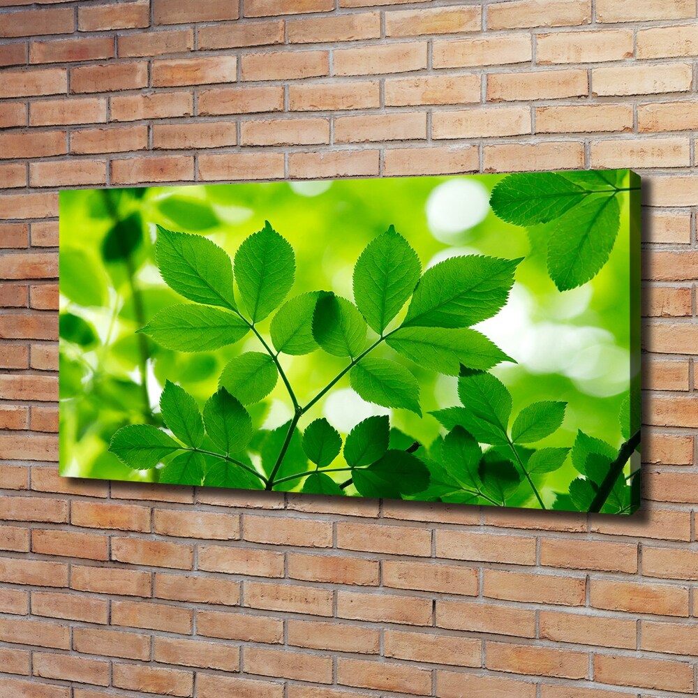 Canvas wall art Green leaves