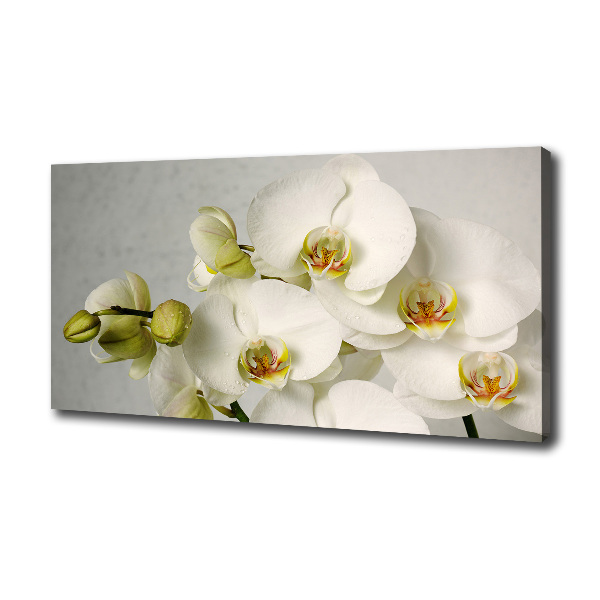 Canvas wall art White orchid