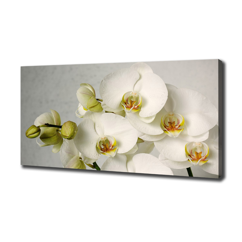 Canvas wall art White orchid