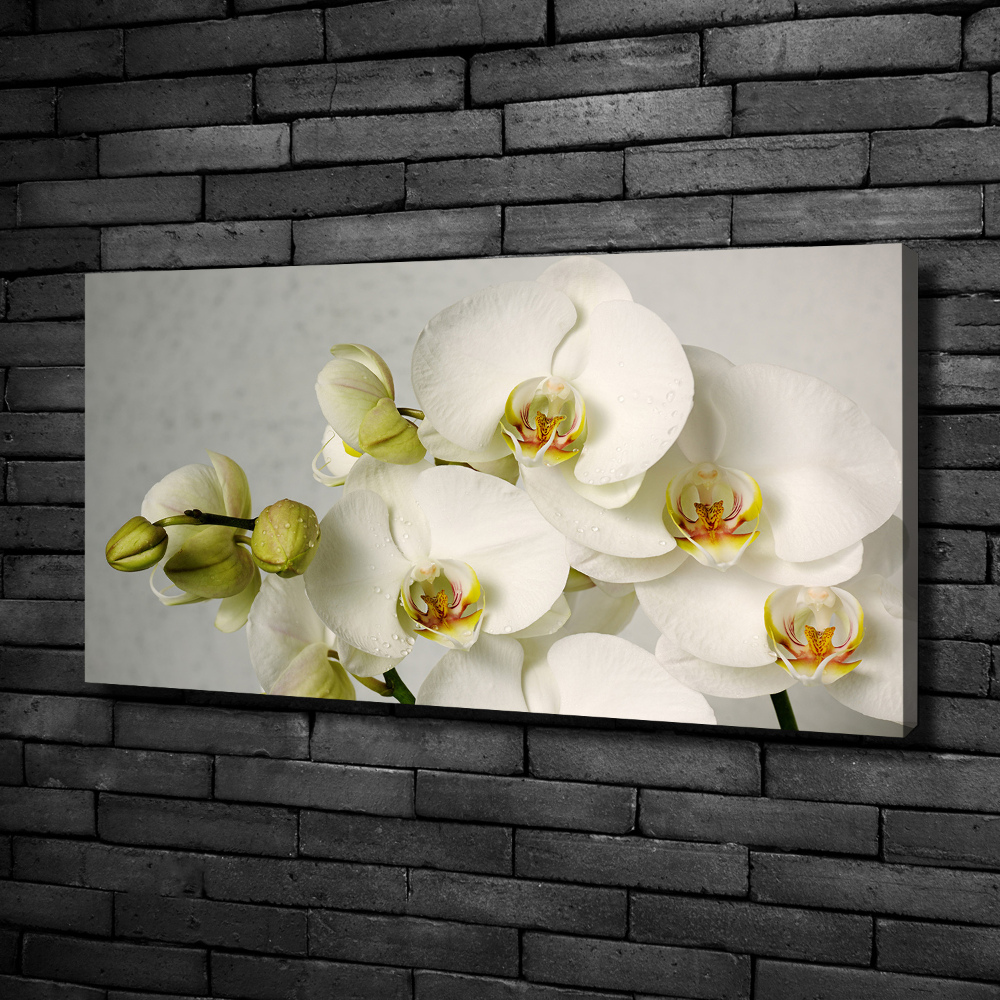 Canvas wall art White orchid