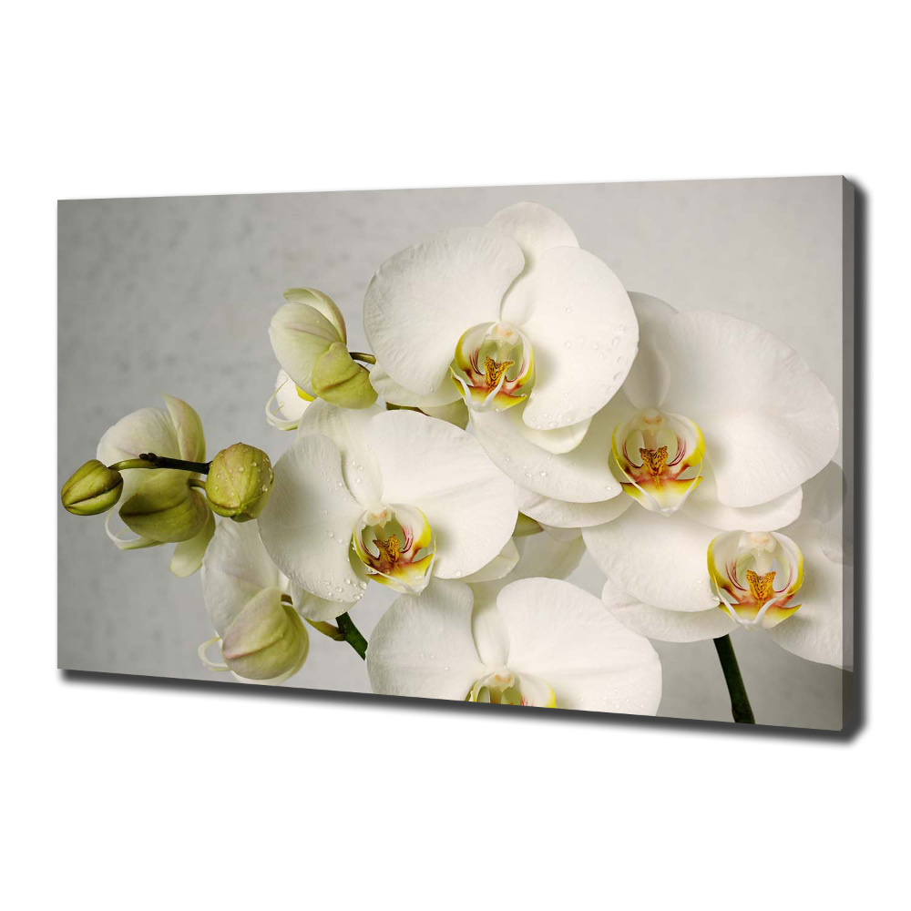 Canvas wall art White orchid