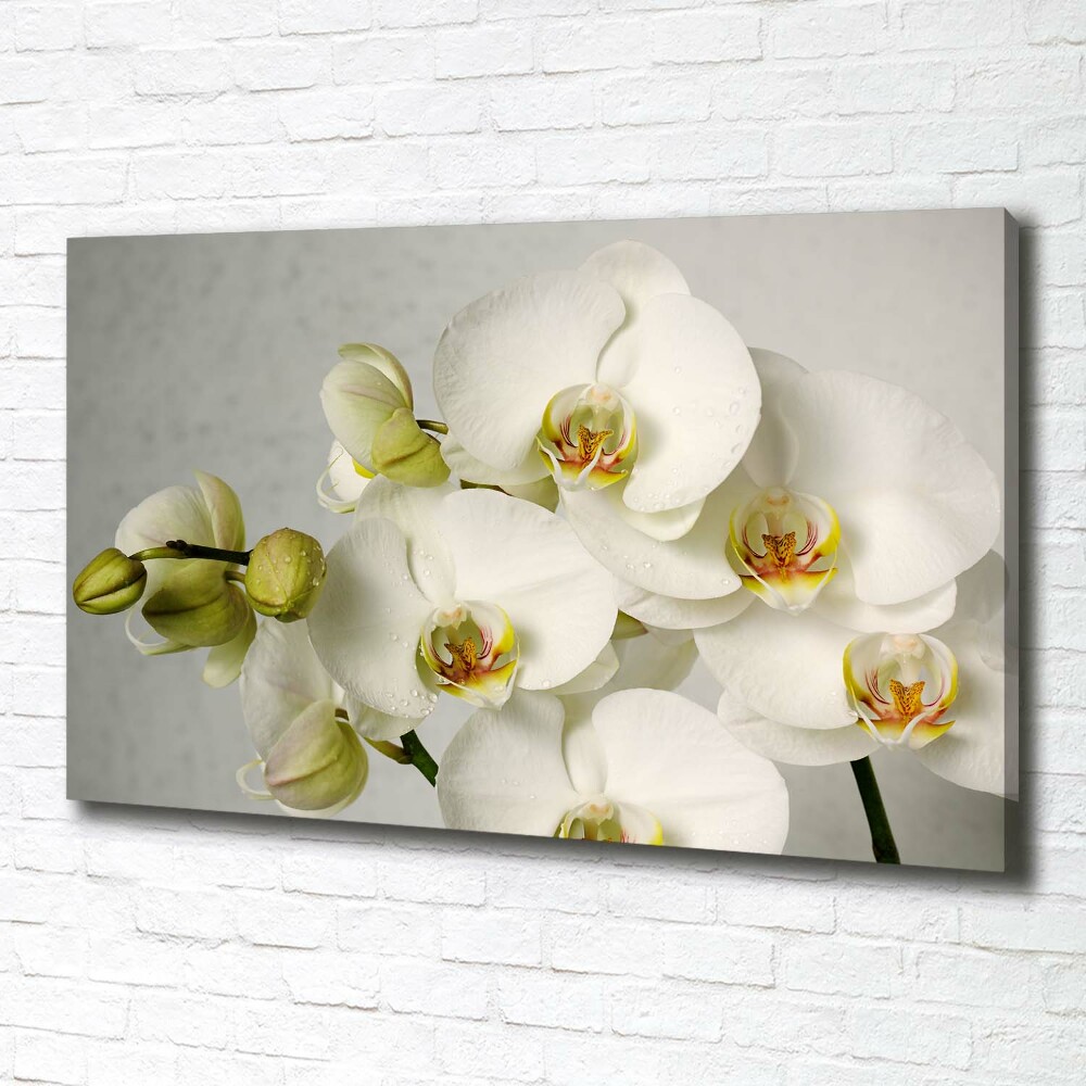 Canvas wall art White orchid