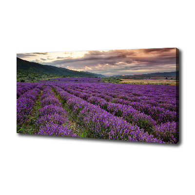 Canvas wall art Lavender field