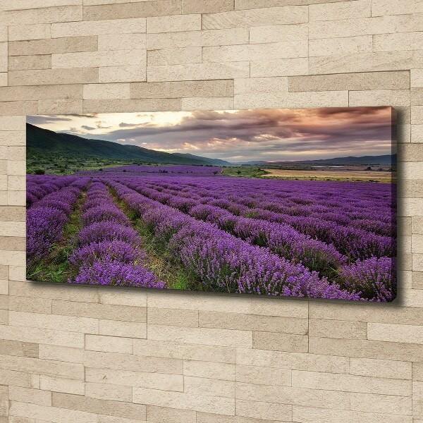 Canvas wall art Lavender field