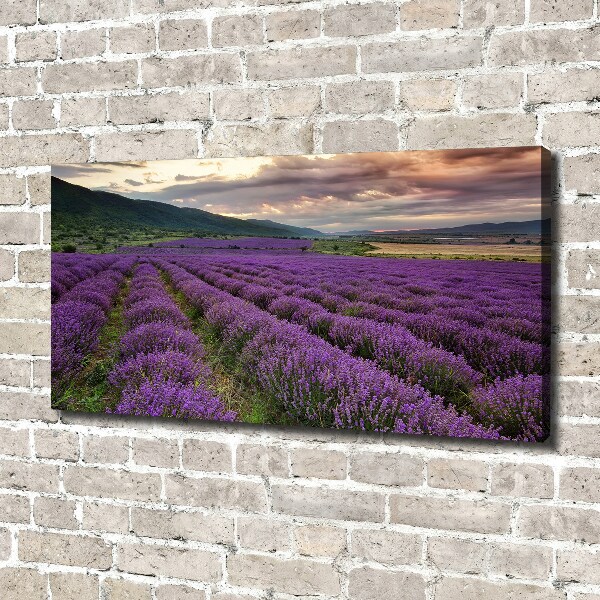 Canvas wall art Lavender field