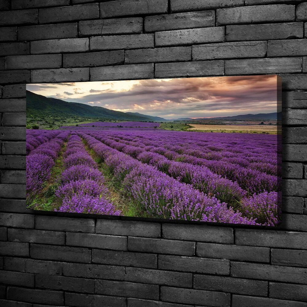 Canvas wall art Lavender field