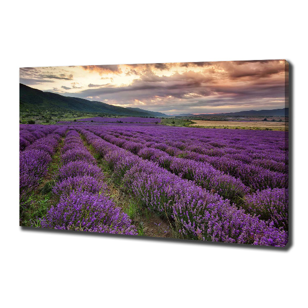 Canvas wall art Lavender field