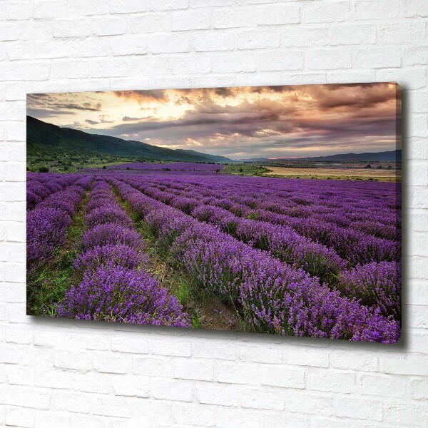 Canvas wall art Lavender field