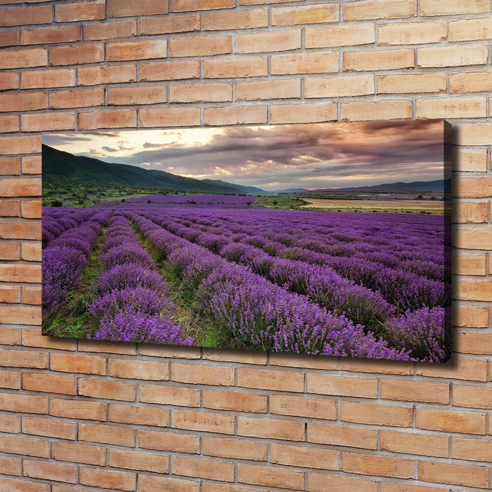 Canvas wall art Lavender field