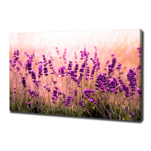 Canvas wall art Lavender