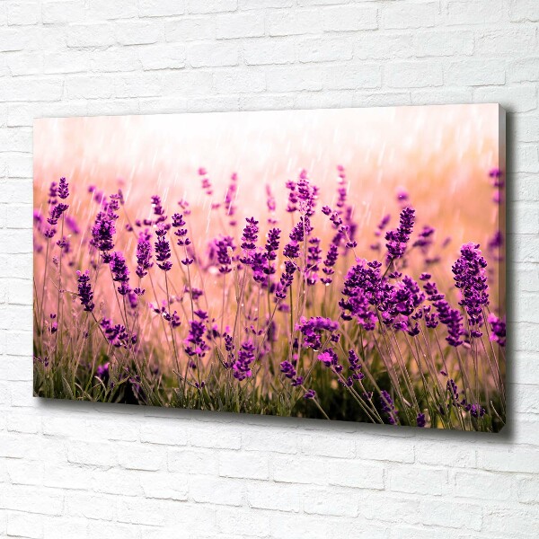 Canvas wall art Lavender