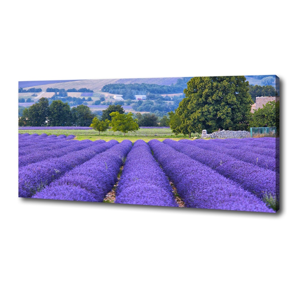 Canvas wall art Lavender field