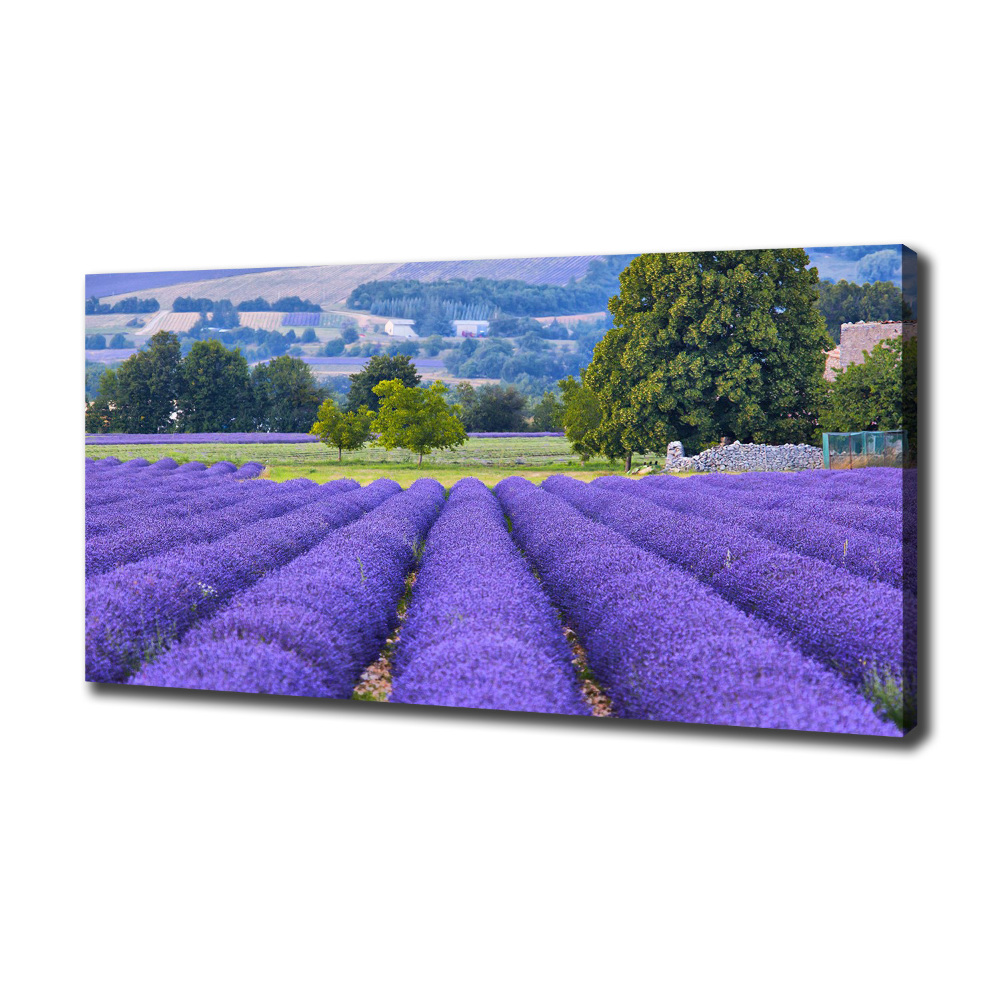 Canvas wall art Lavender field