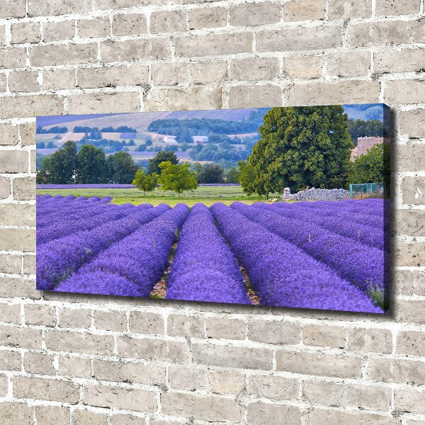 Canvas wall art Lavender field