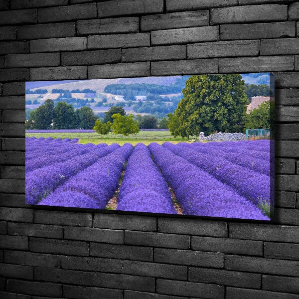 Canvas wall art Lavender field