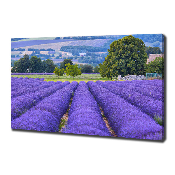 Canvas wall art Lavender field