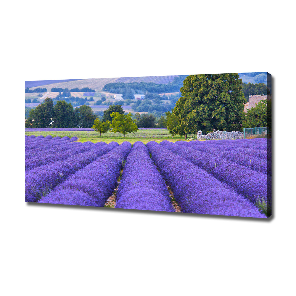 Canvas wall art Lavender field