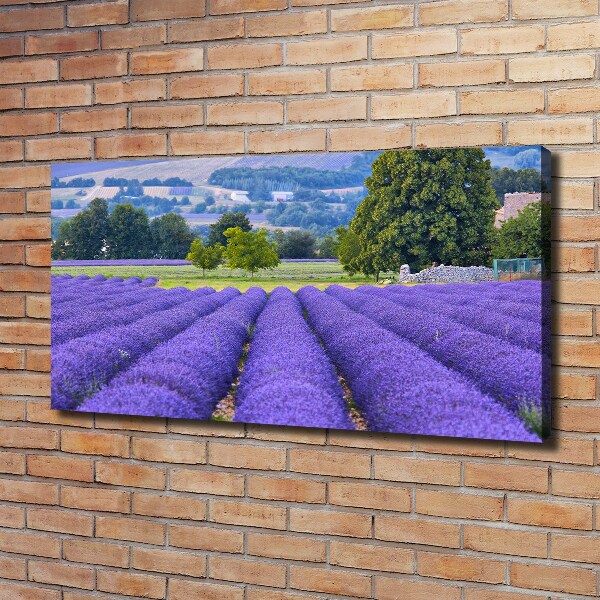 Canvas wall art Lavender field