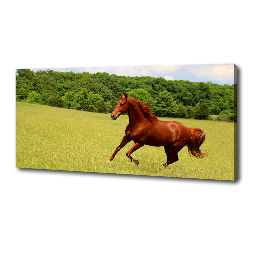 Canvas wall art Horse on the meadow