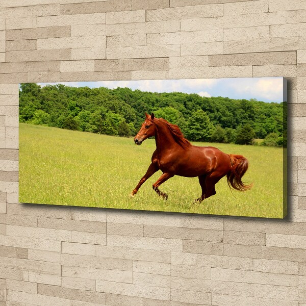 Canvas wall art Horse on the meadow