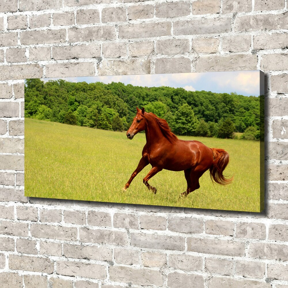 Canvas wall art Horse on the meadow