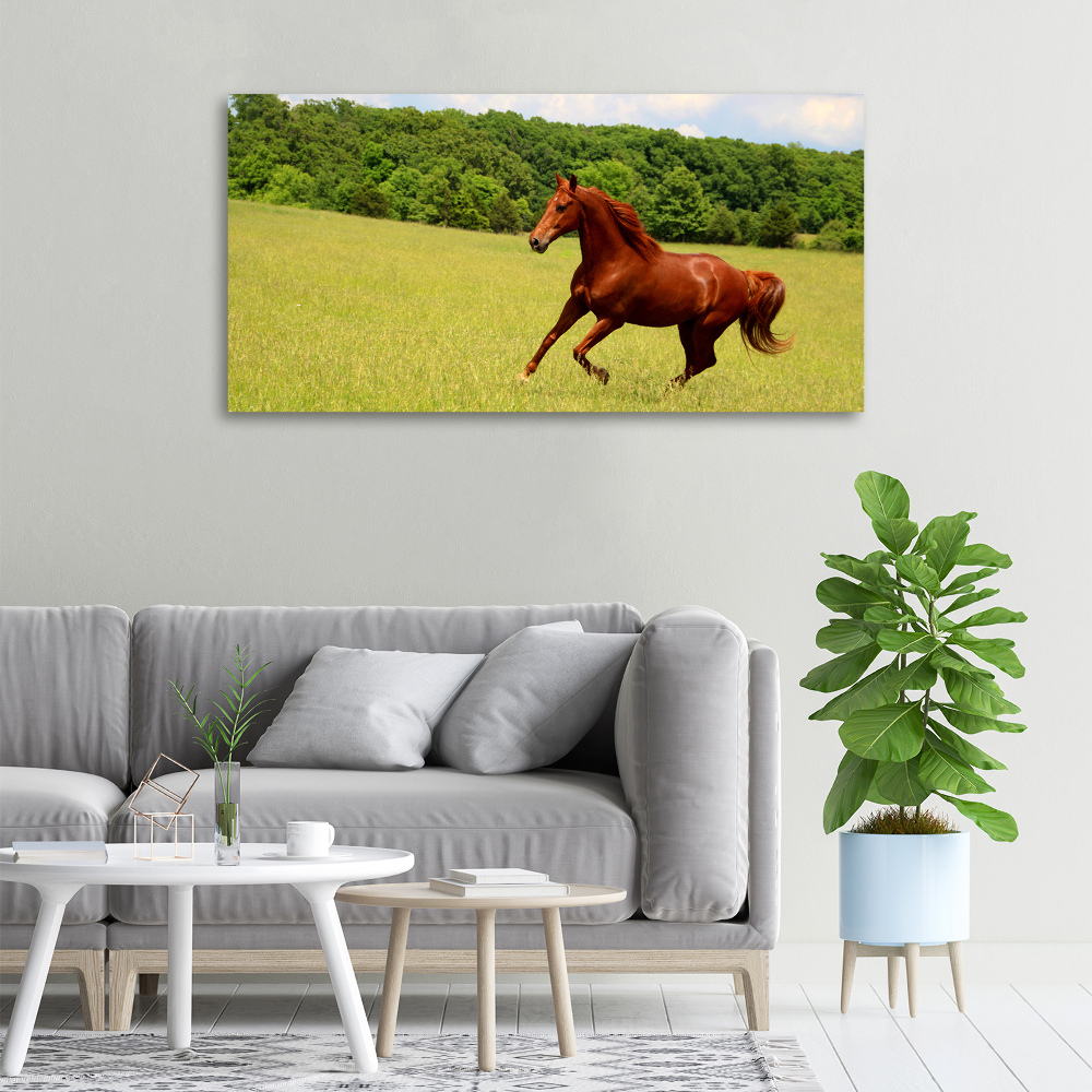 Canvas wall art Horse on the meadow