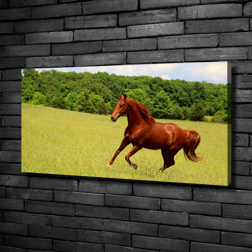 Canvas wall art Horse on the meadow