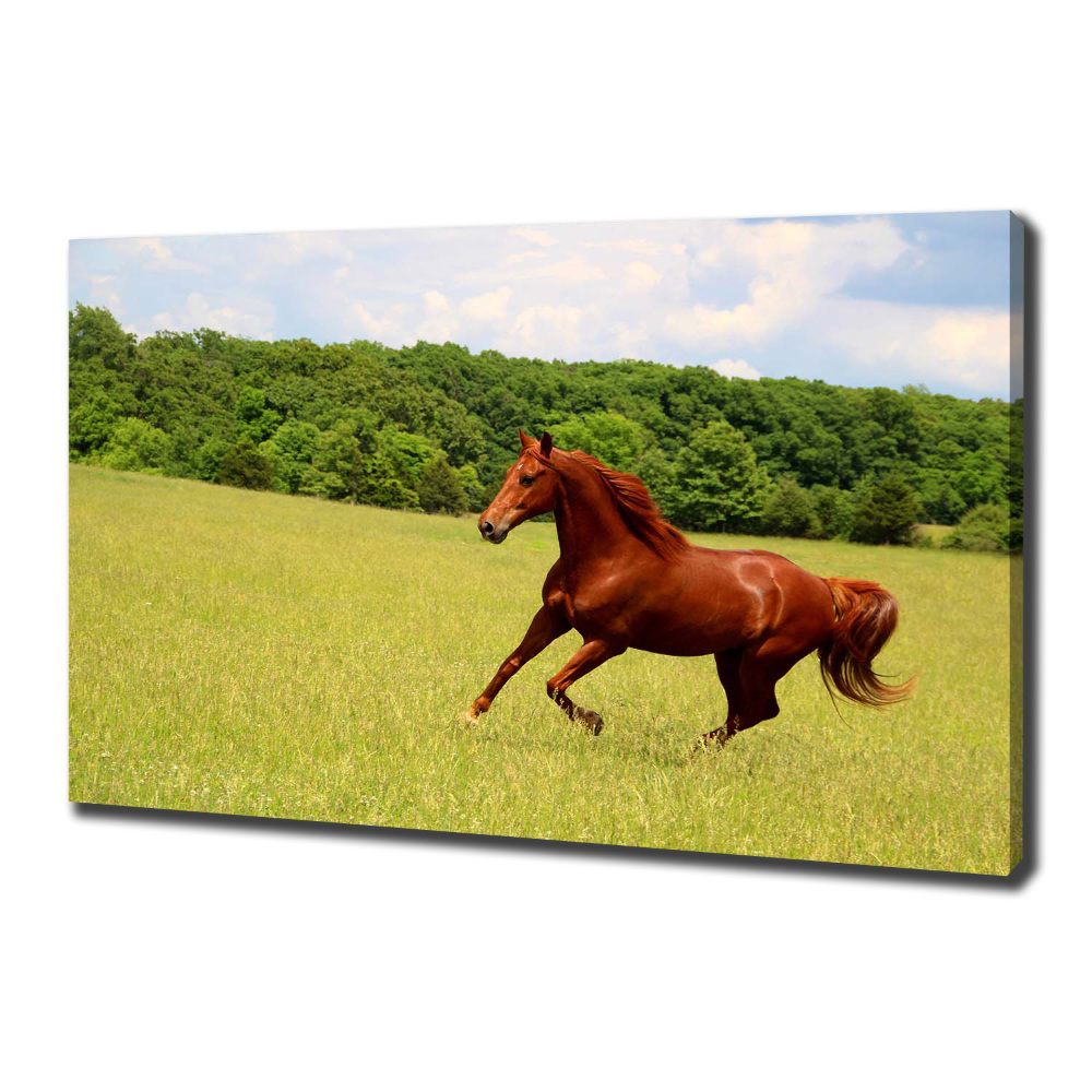 Canvas wall art Horse on the meadow