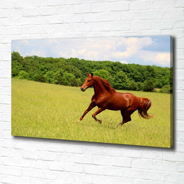 Canvas wall art Horse on the meadow