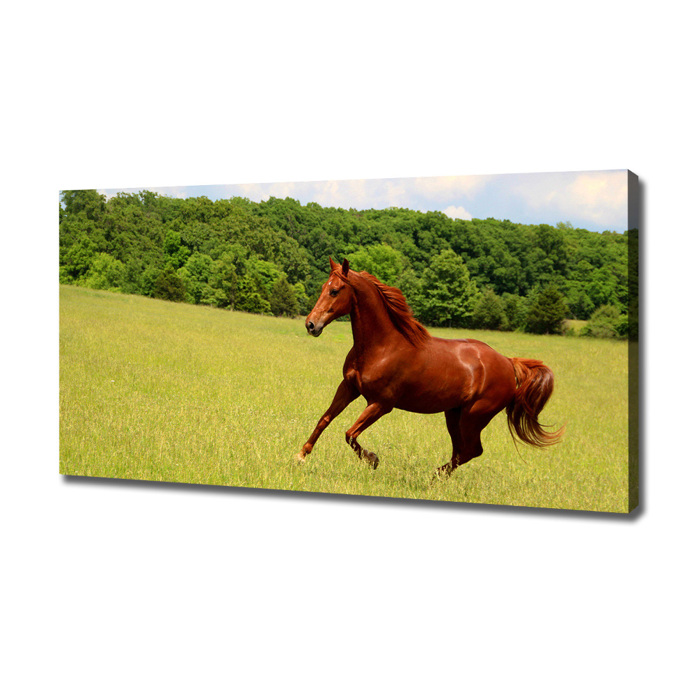 Canvas wall art Horse on the meadow