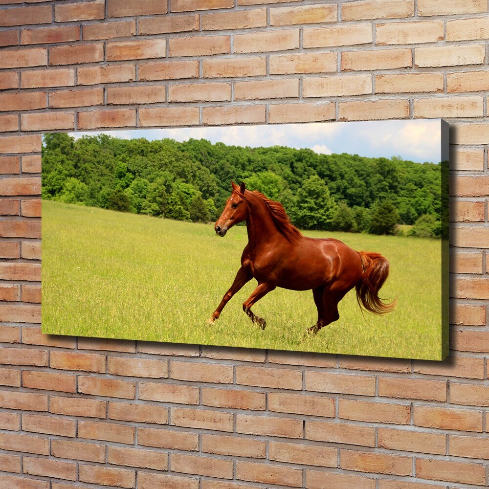 Canvas wall art Horse on the meadow