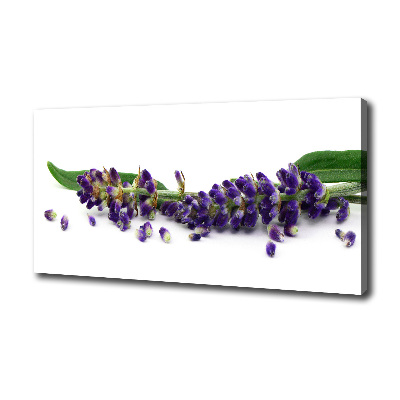 Canvas wall art Lavender