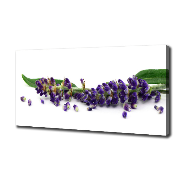 Canvas wall art Lavender