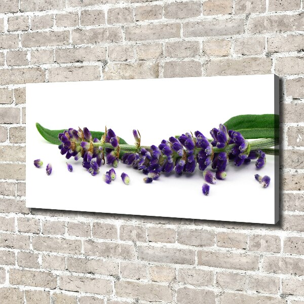 Canvas wall art Lavender