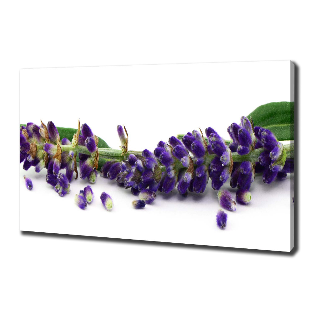 Canvas wall art Lavender