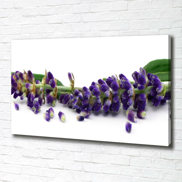 Canvas wall art Lavender