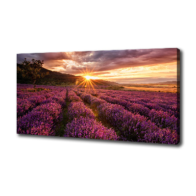 Canvas wall art Lavender field