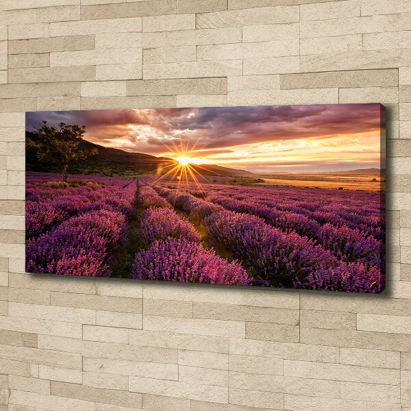 Canvas wall art Lavender field